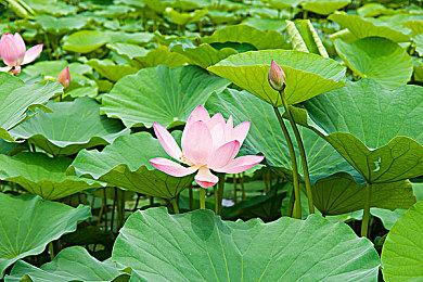 《GTA6》老总：不相信AI能搞出什么爆款游戏